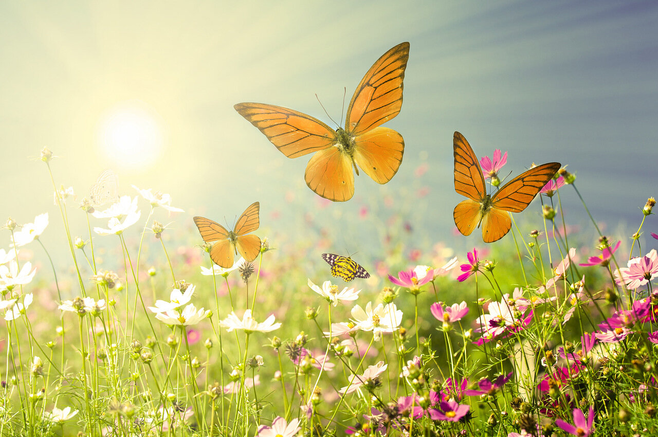 Фотообои Желтые бабочки в поле