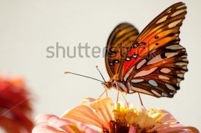 Фотообои Бабочка на цветке