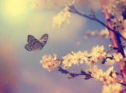 Фотообои Бабочка на цветущей вишне