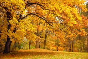 Фотообои Яркая золотая осень