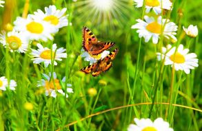 Фотообои Ромашки бабочки