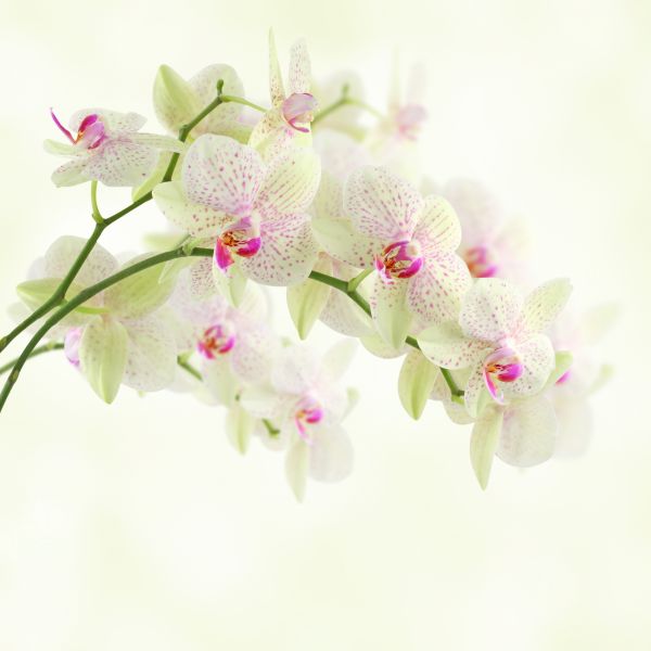 Фреска Орхидеи