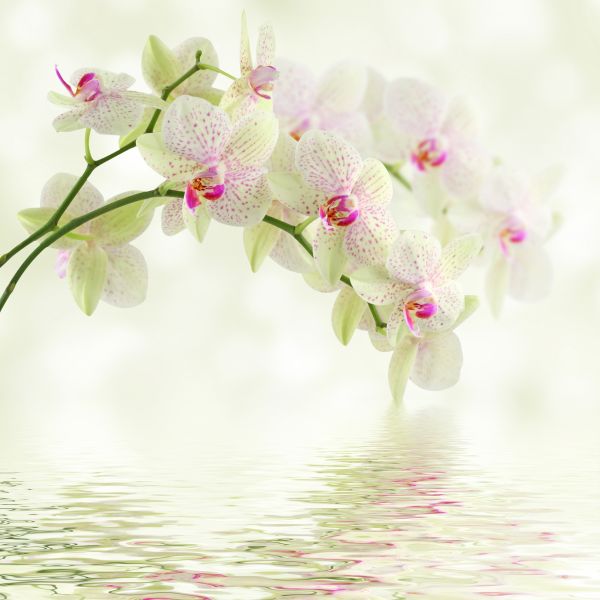 Фотообои Орхидея над водой
