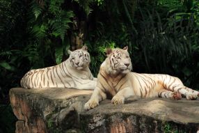 Фреска Белые тигры