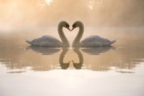 Фотообои Пара лебедей на воде