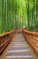 Фотообои бамбуковый лес