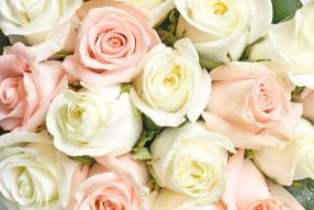 Фотообои букет кремовых роз