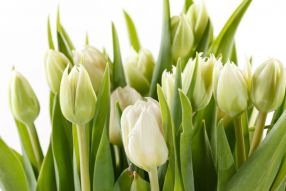 Фотообои зеленые тюльпаны