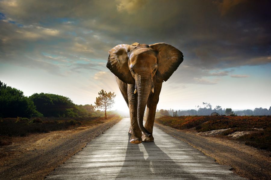 Картина на холсте слон на гладкой дороге уходящей вдаль, арт hd0660601