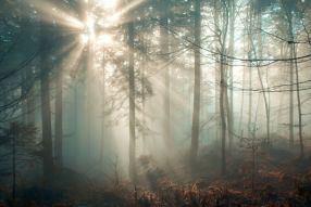 Фотообои Туманный лес и солнце
