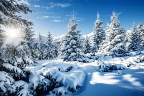 Фотообои Зимний лес