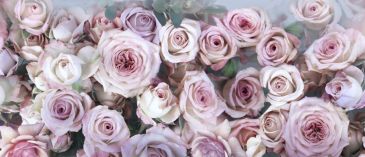 Фотообои 3D Розы в нежных розовых тонах