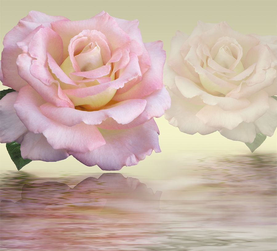 Фреска 3D большие розы над водой