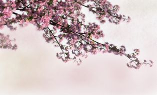 Фреска Цветущая ветка сакуры