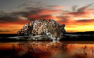 Фотообои Нежный котик из джунглей на фоне заката