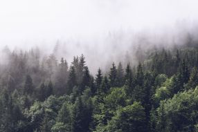 Фотообои Лес и туман