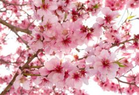 Фотообои цветы сакуры
