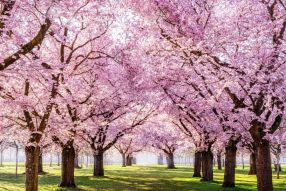 Фотообои Аллея цветущей сакуры
