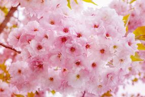 Фотообои Цветы сакуры
