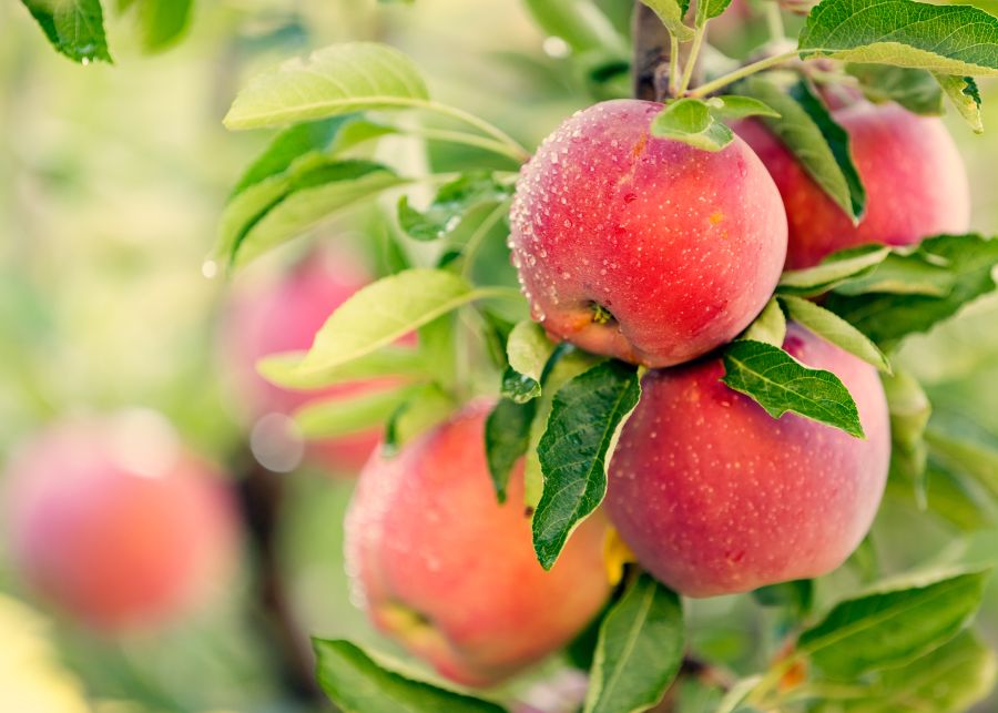 Фотообои Спелые яблоки