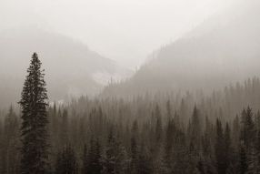 Фотообои Северный лес