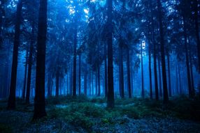 Фотообои Синий лес