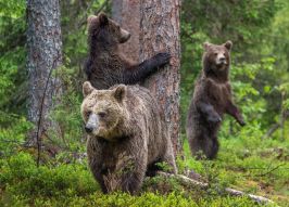 Фотообои Медведи в лесу