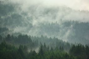 Фотообои Дымка над лесом