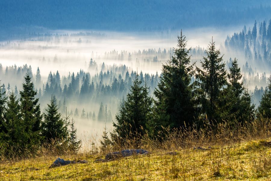 Фреска Хвойный лес