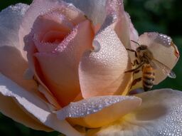 Фреска Пчела среди лепестков нежной розы
