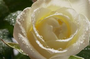 Фотообои Белая роза в лучах солнца