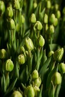 Фотообои Нераспустившиеся тюльпаны