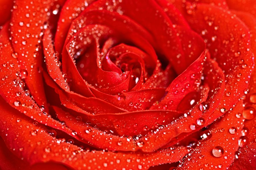 Фотообои красная роза